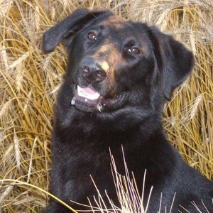 Meet your Posher, Penny